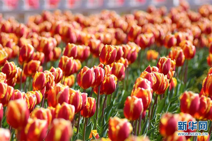 昆明滇池国家旅游度假区管理委员会(微信)