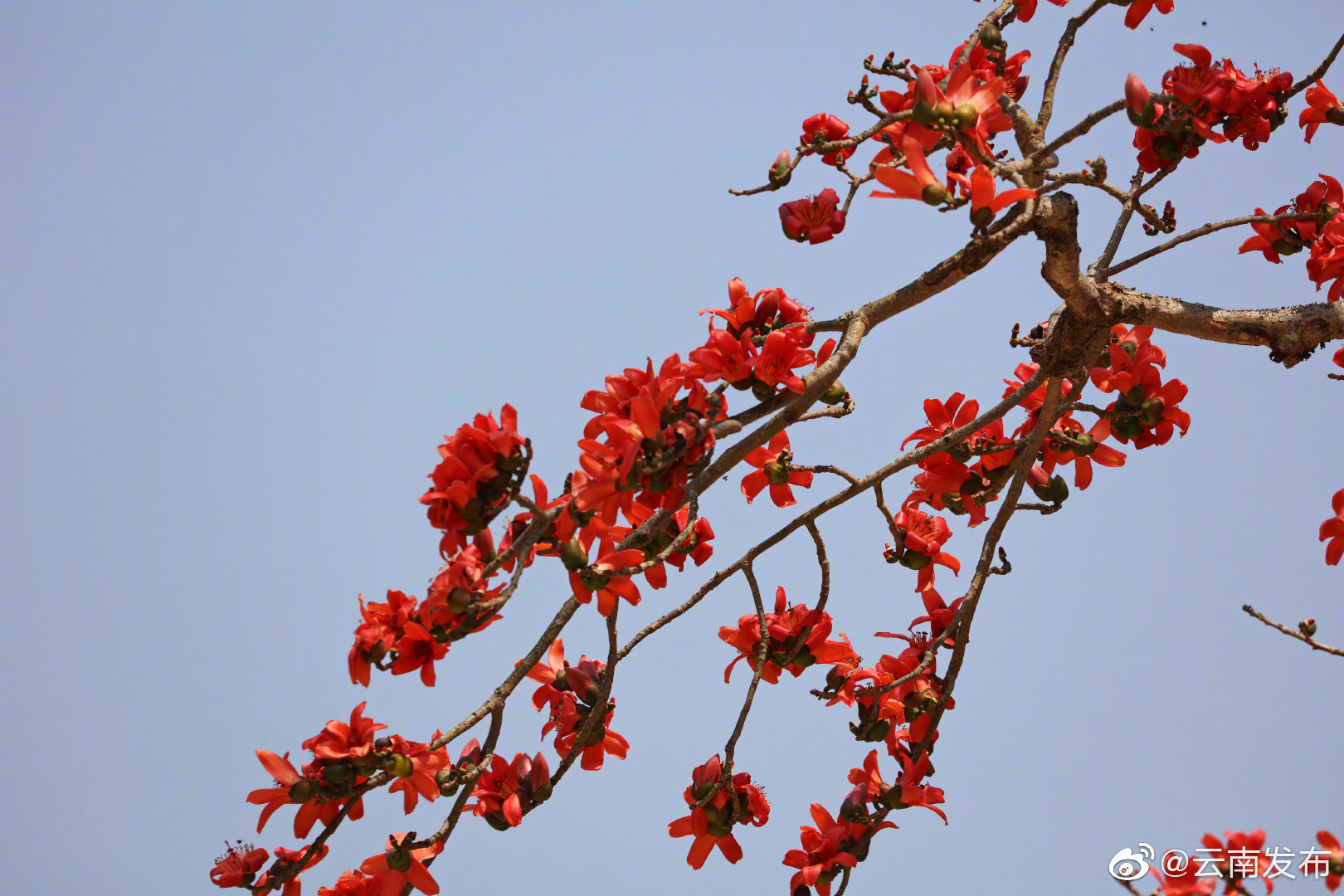 “云南发布”微博