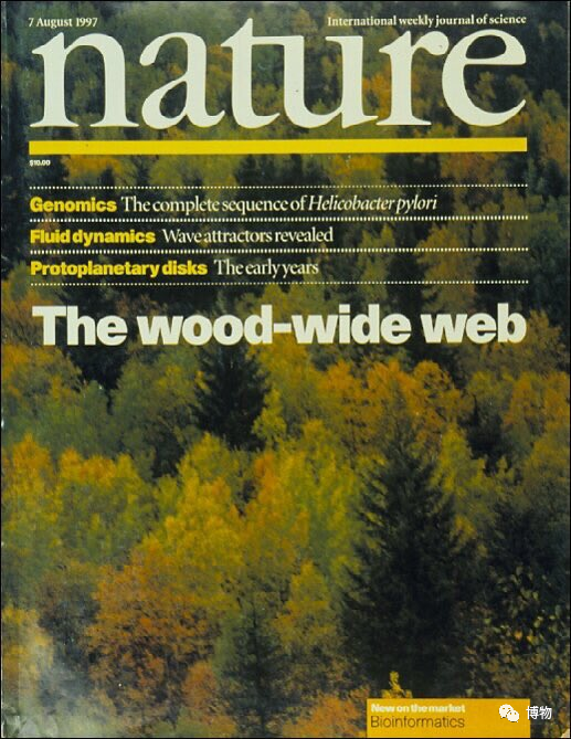 西双版纳望天树景区