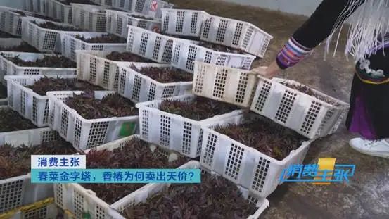 掌上春城微信公众号