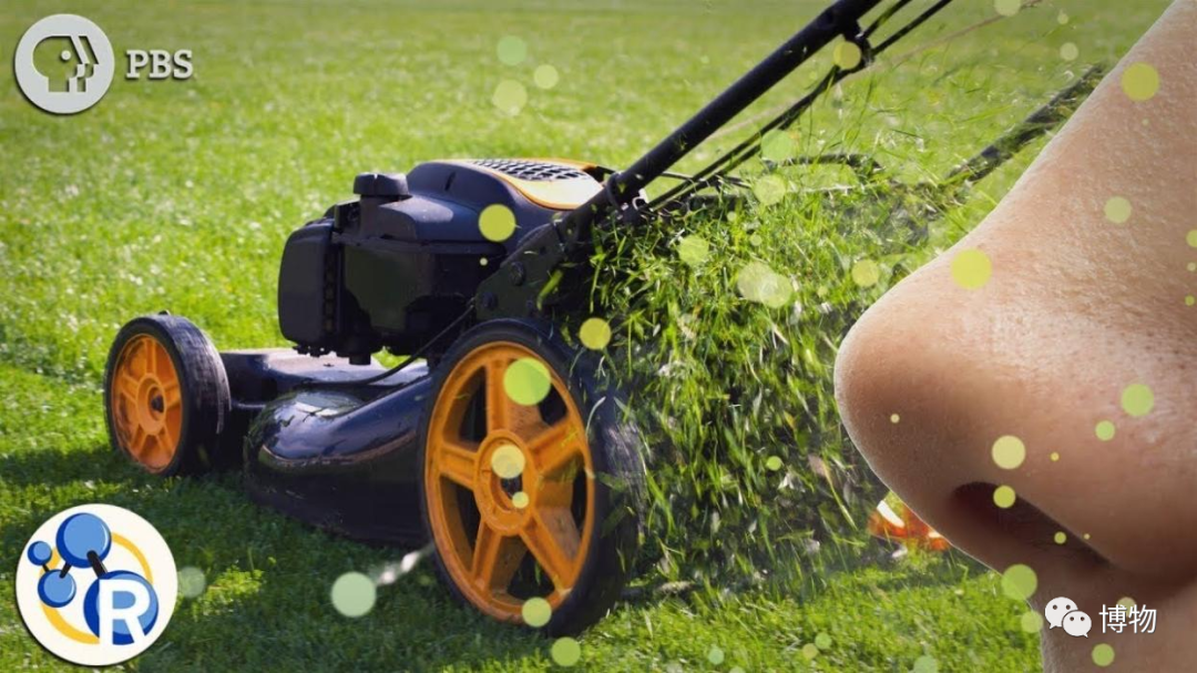 西双版纳望天树景区