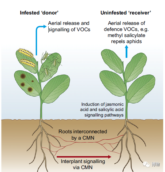 西双版纳望天树景区