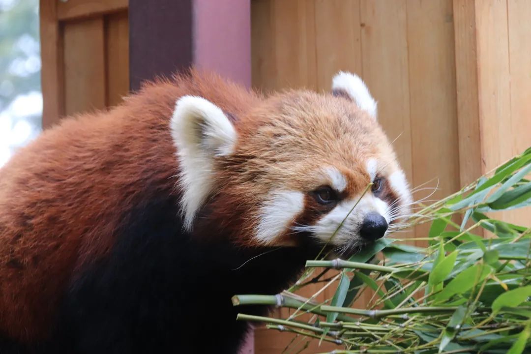 云南野生动物园