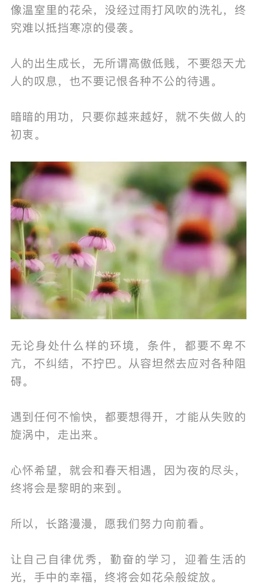 红色扎西