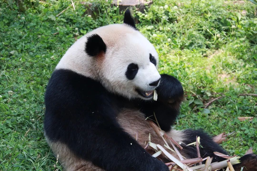 云南野生动物园