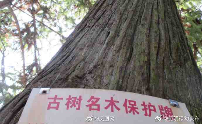 广州拟规定砍伐古树最高可处每株五十万元罚款