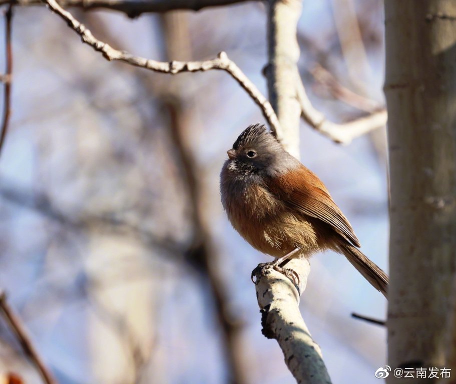 “云南发布”微博