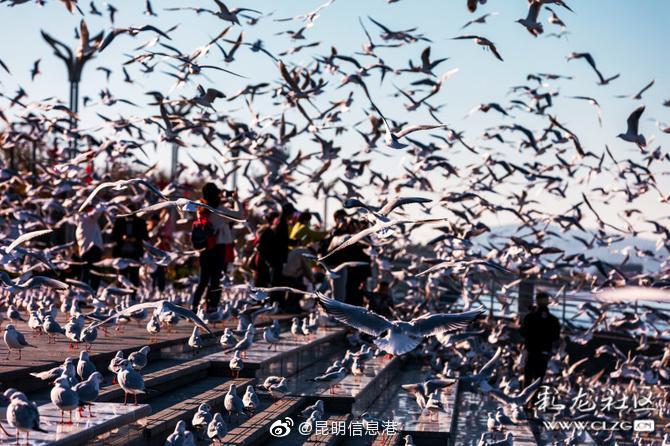 昆明信息港