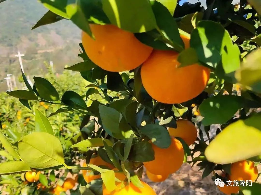 保山新闻网