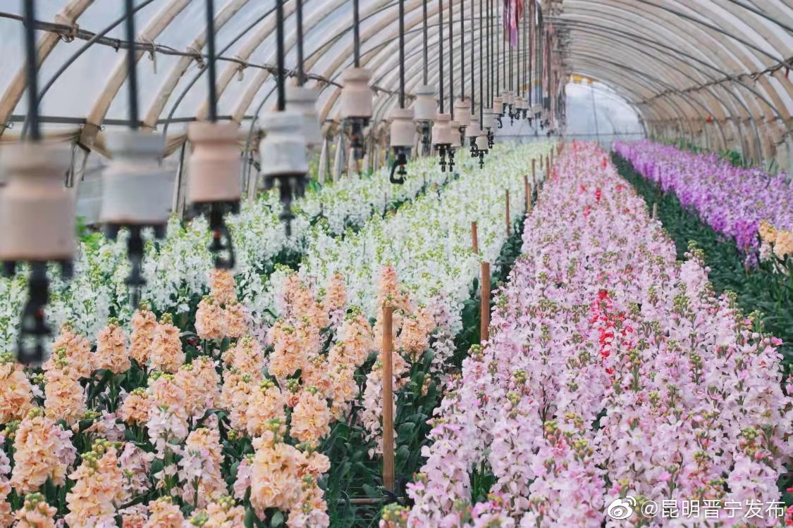 钟贵村鲜花飘香 钱袋渐鼓