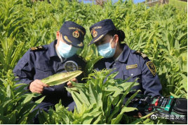 “云南发布”微博