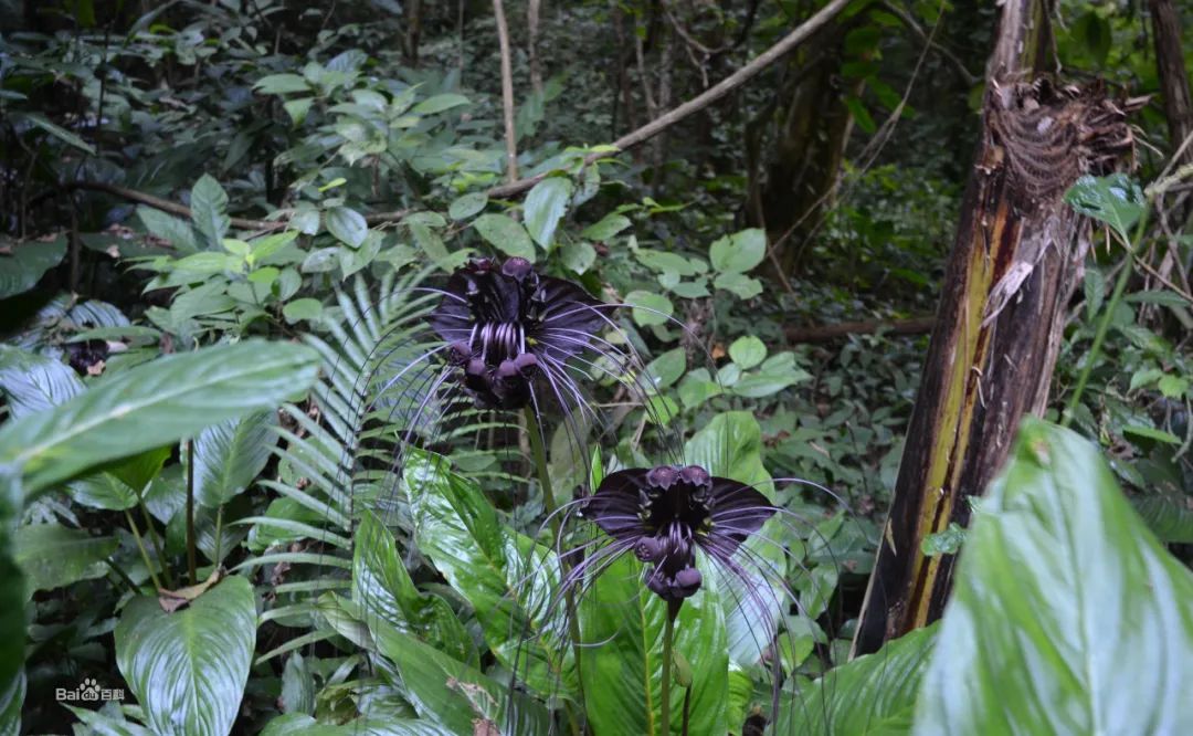 西双版纳望天树景区