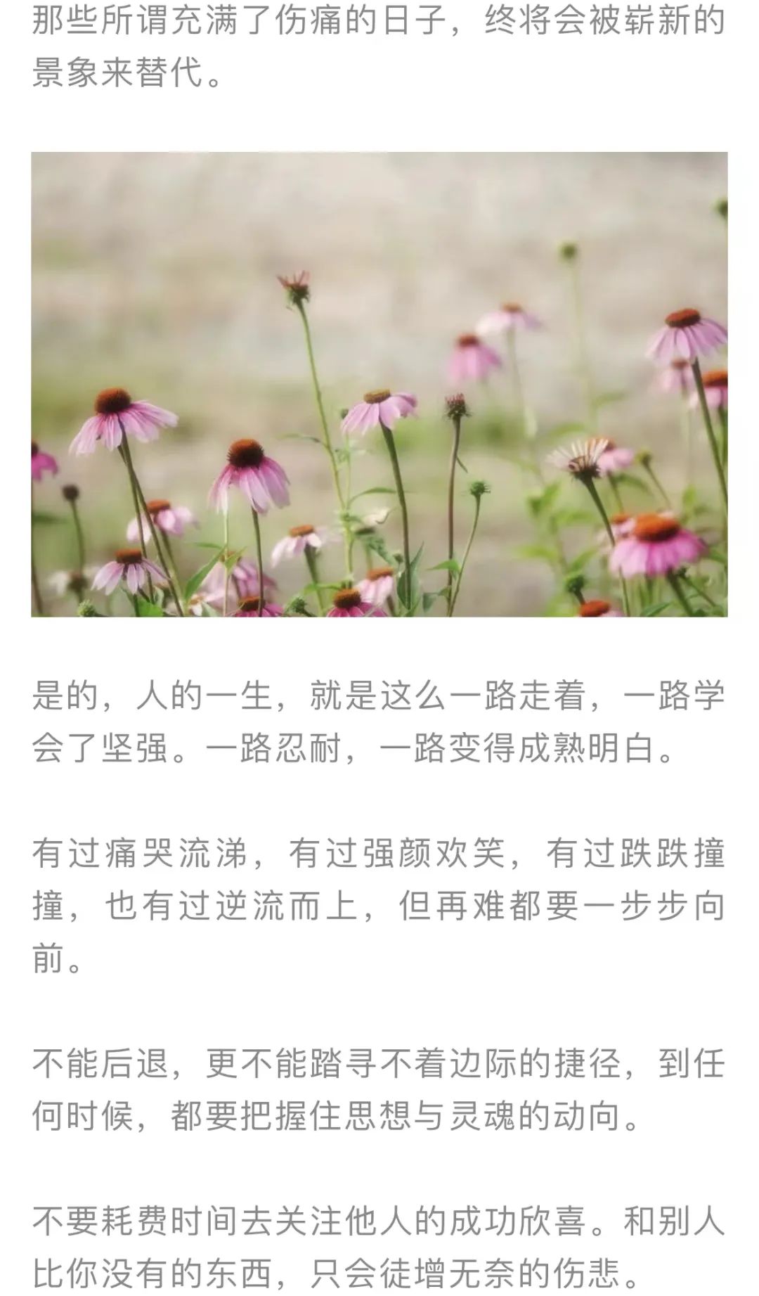 红色扎西