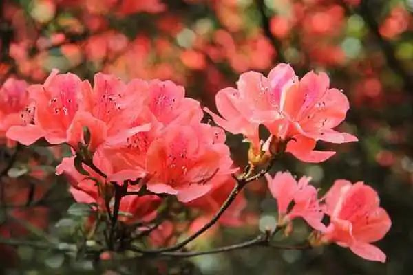 大理电视台