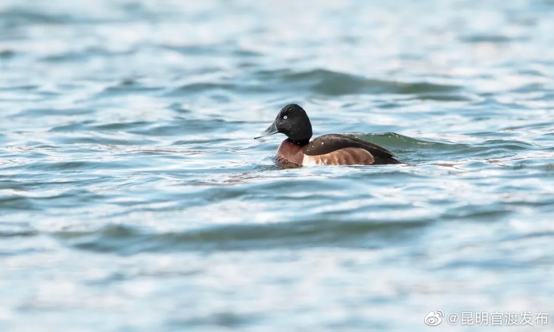 “昆明官渡发布”微博