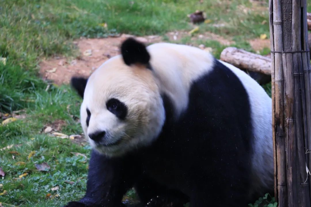 云南野生动物园