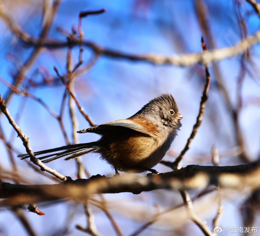 “云南发布”微博