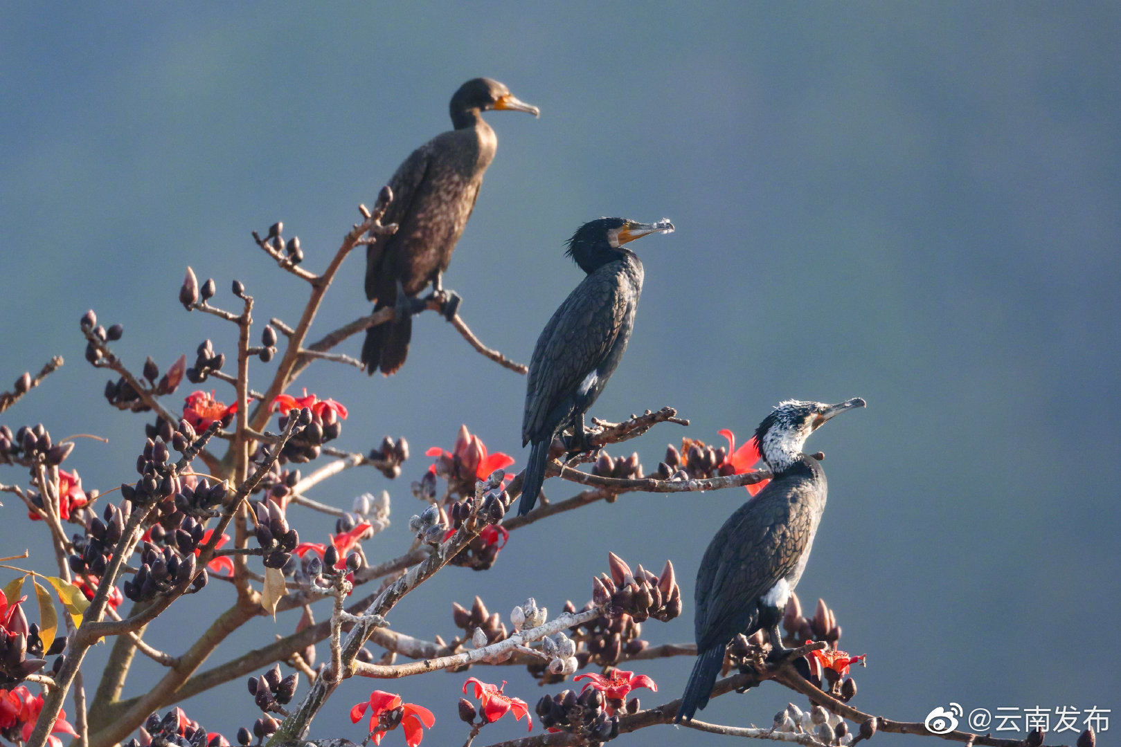 “云南发布”微博