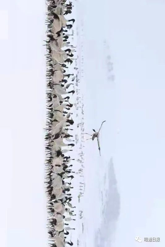 昭通日报