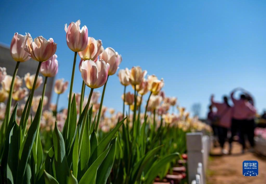 “云南发布”微博