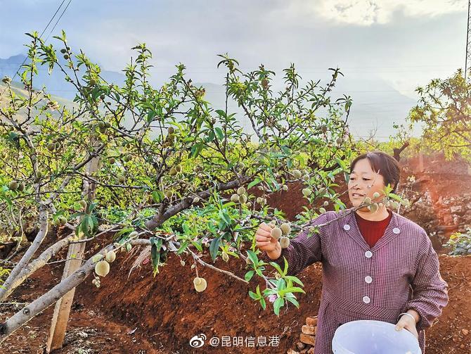 周末摘桃子去啦！东川早春桃上市