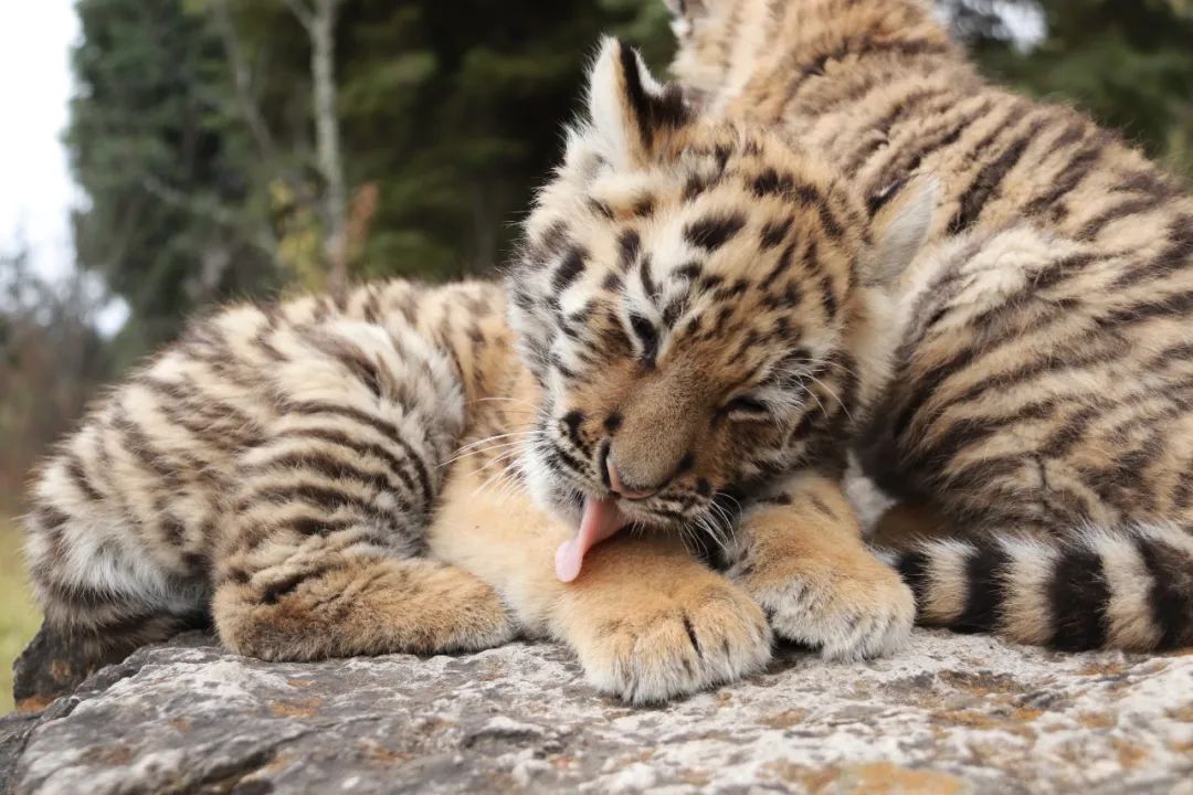 云南野生动物园