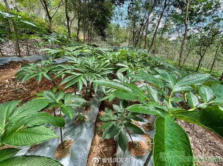 中课镇窝笼村：林下魔芋产业让胶农“一地双收”