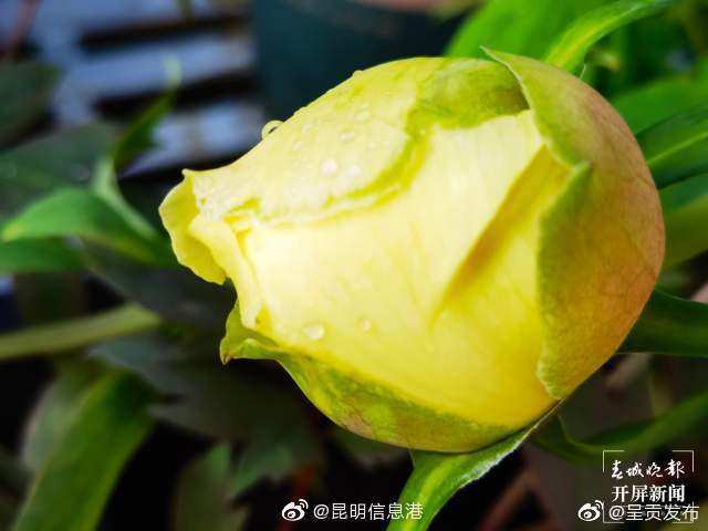 呈贡发布