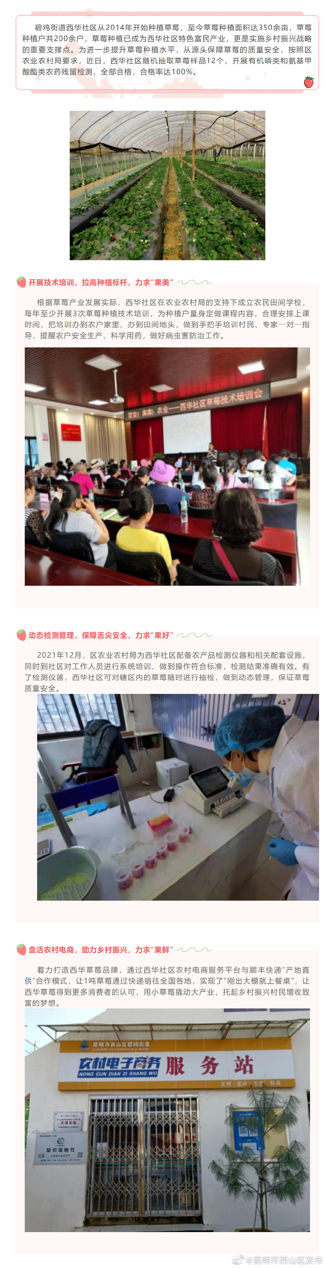 夯实质量安全网 西华草莓放心吃