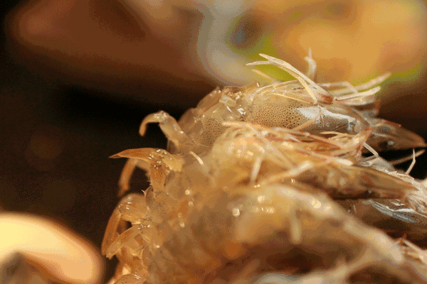 每种虾都有最佳做法