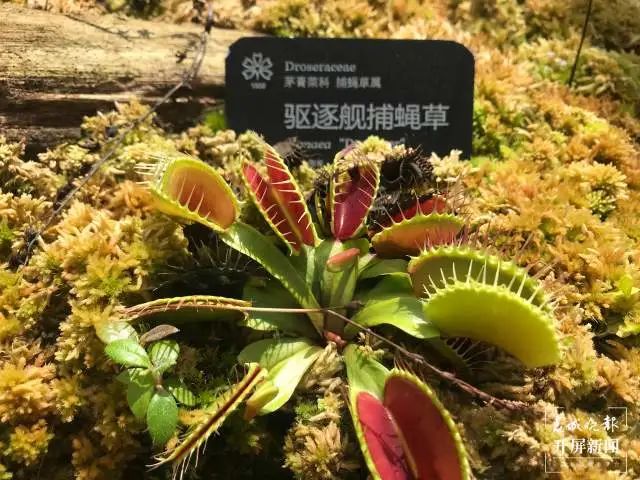 春城晚报