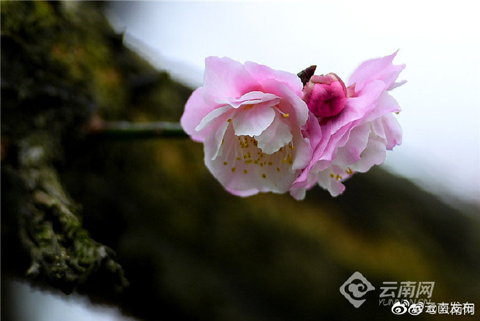 “云南发布”微博