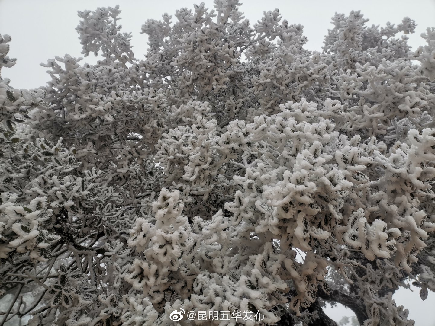 “昆明五华发布”微博