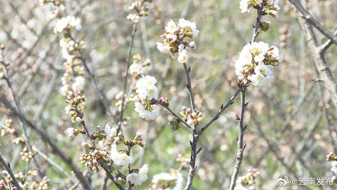 “云南发布”微博