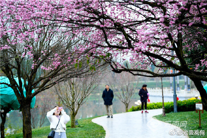 “云南发布”微博