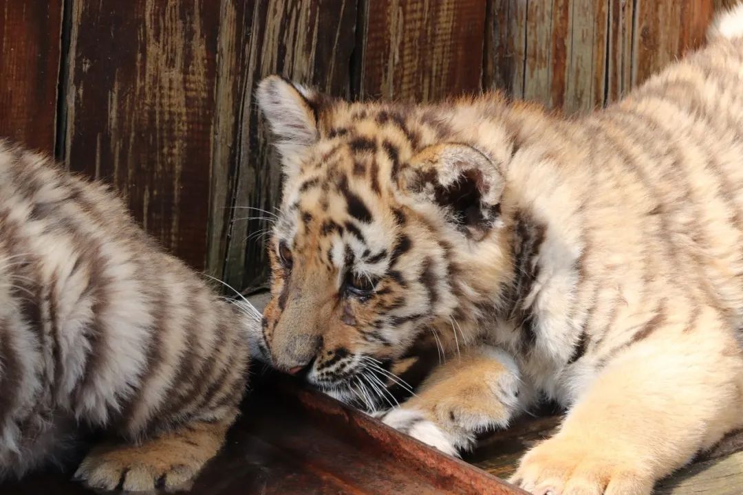 云南野生动物园