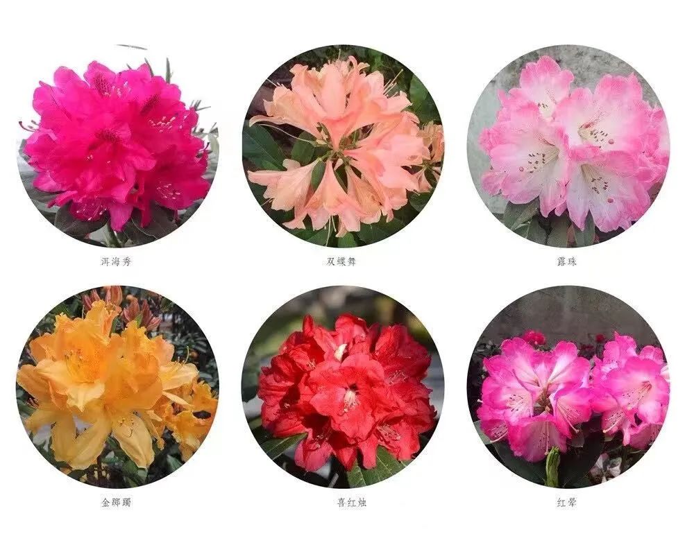 大理电视台