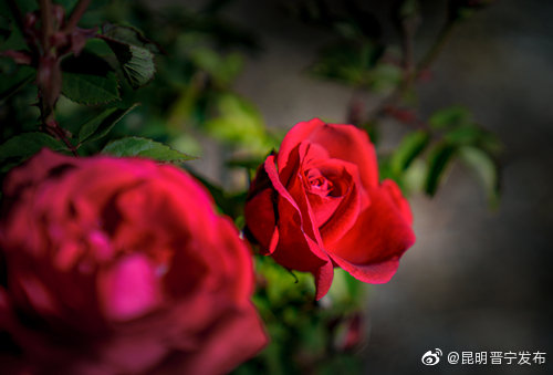 昆明晋宁发布
