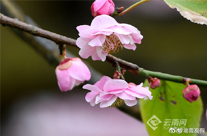 “云南发布”微博