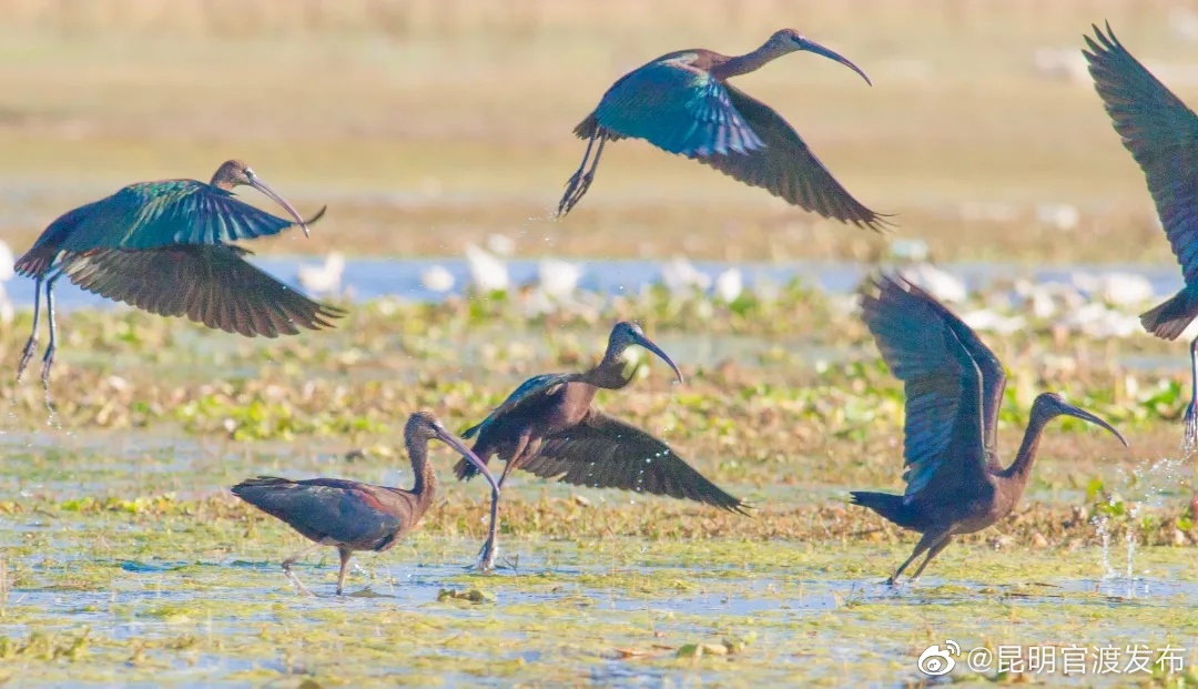“昆明官渡发布”微博