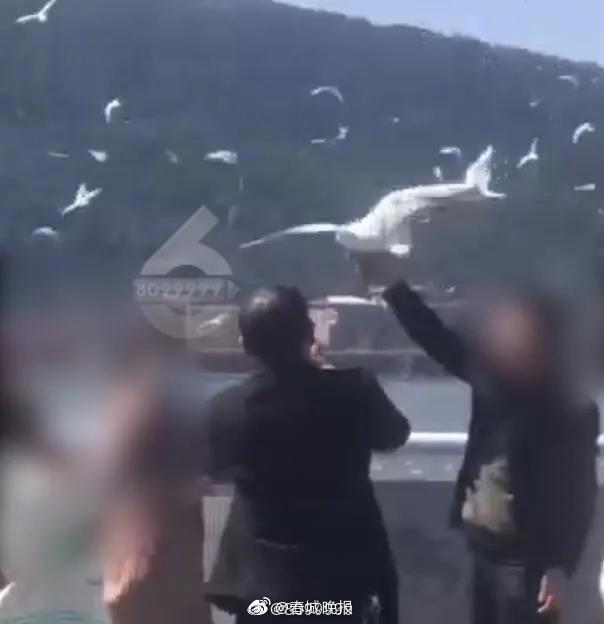 这样的“抓拍”一点都不美！男子海埂大坝抓海鸥拍照
