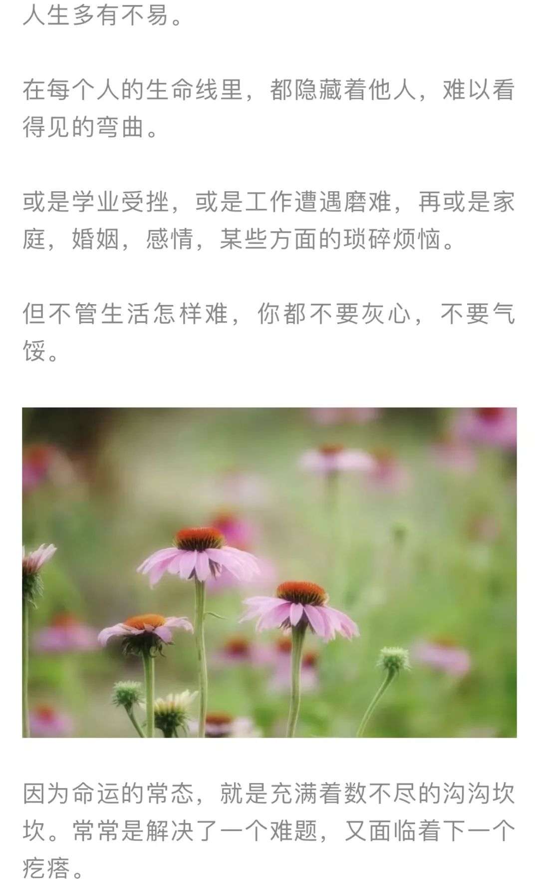 红色扎西