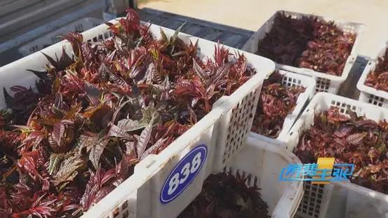 掌上春城微信公众号