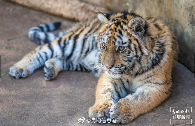 昆明信息港