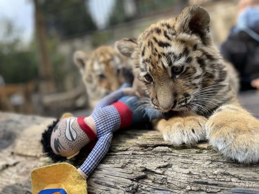 云南野生动物园