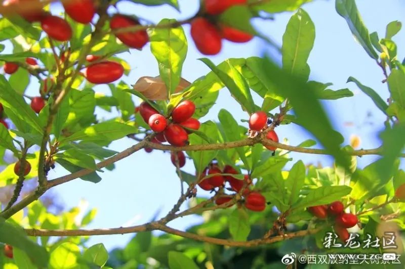 西双版纳望天树景区