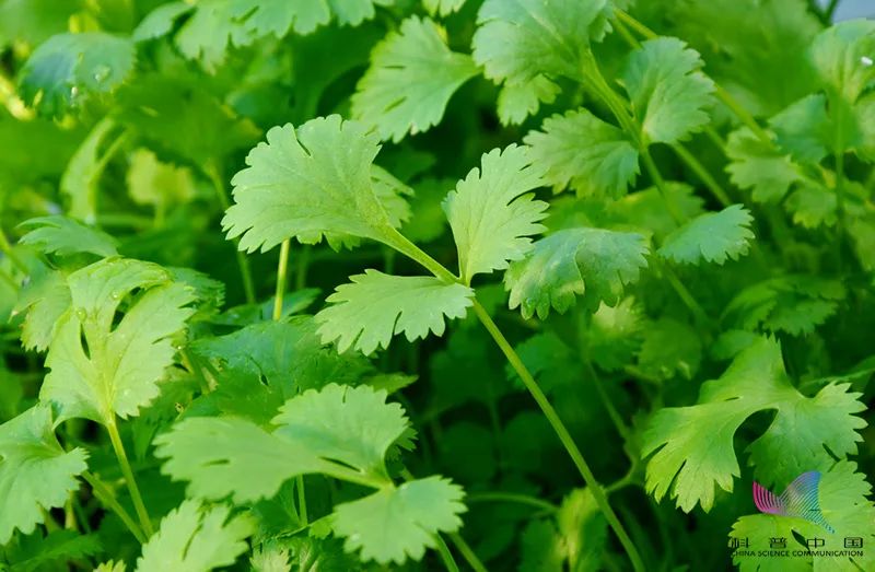 美丽云南微科普