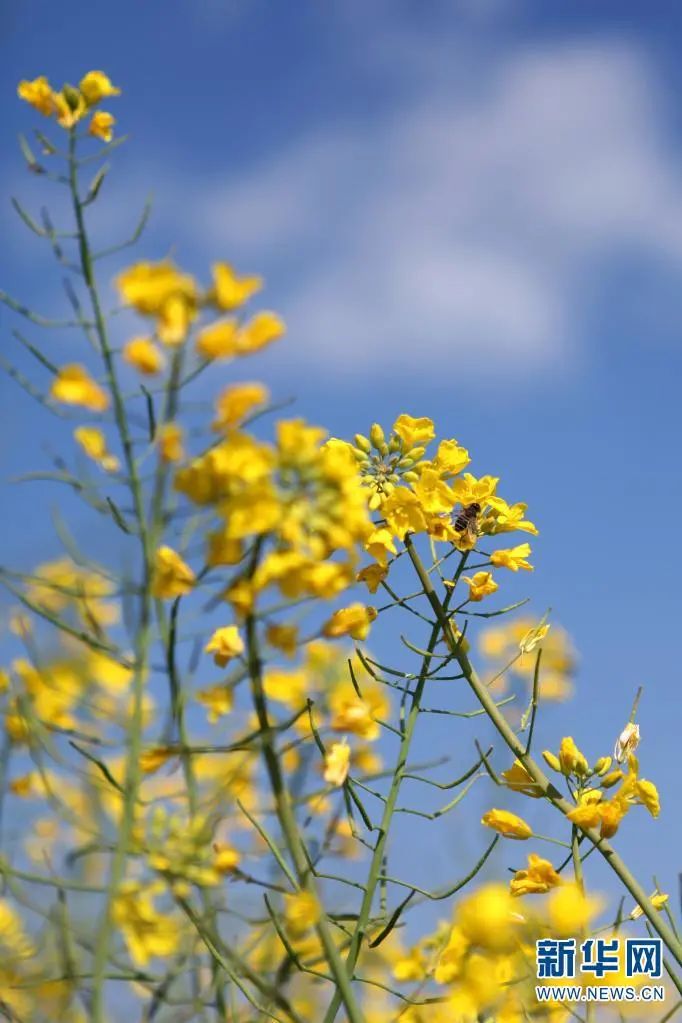 昆明滇池国家旅游度假区管理委员会(微信)