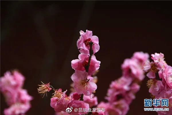 昆明盘龙发布