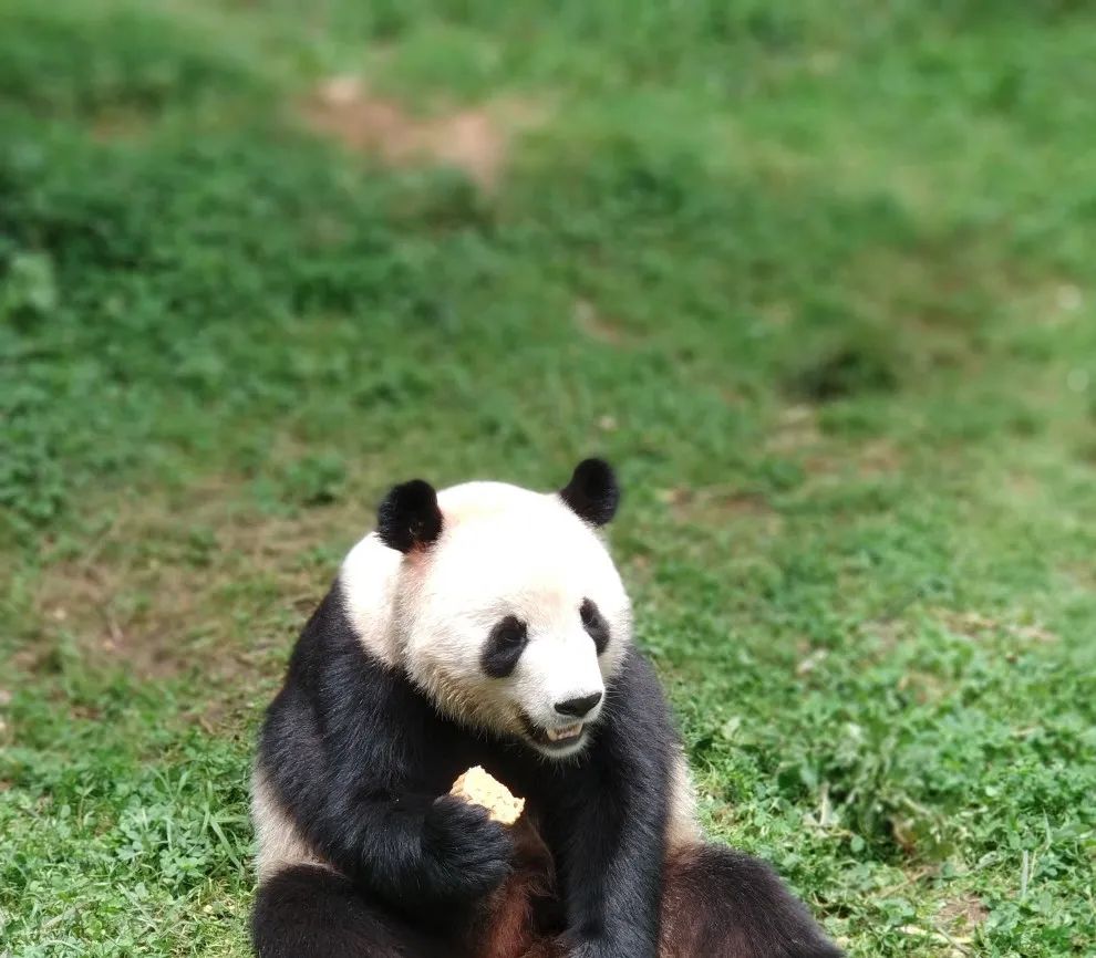 云南野生动物园